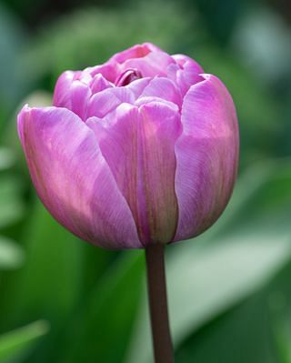 Tulip Blue Diamond Bulbs