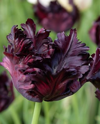Tulip Black Parrot