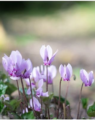 Cyclamen Hederifolium (Neapolitanum)