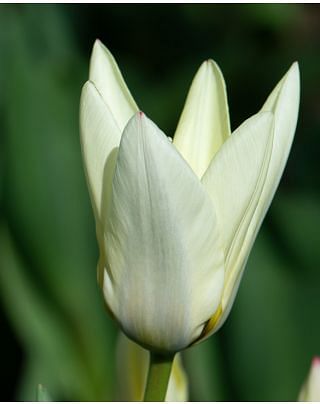 Tulip Concerto