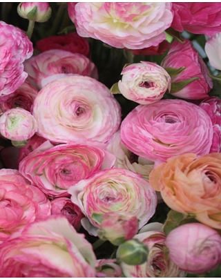 Ranunculus Aviv Picotee Pink Bulbs