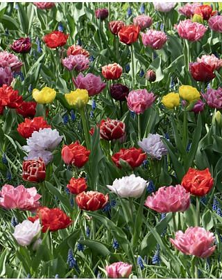Tulip Double Early Mixture