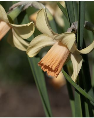 Narcissus Prototype Bulbs