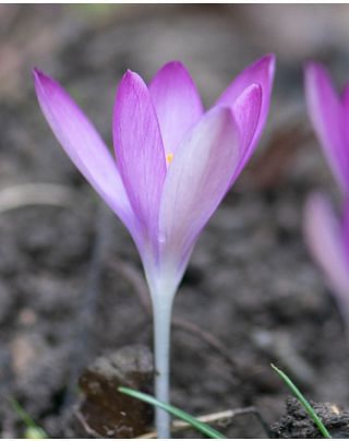 Crocus Tommasinianus Roseus Bulbs
