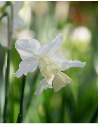 Narcissus Tresamble Bulbs