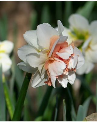 Narcissus My Story Bulbs