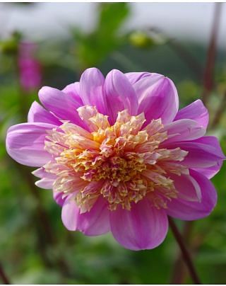 Dahlia Take Off