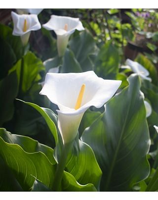 Zantedeschia Aethiopica