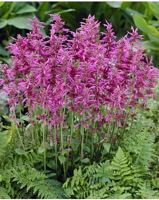 Agastache Rosie Posie ®