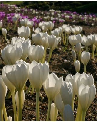 Colchicum Speciosum Album