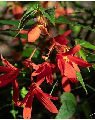 Begonia Boliviensis San Francisco