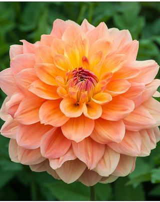 Dahlia Ace Summer Sunset