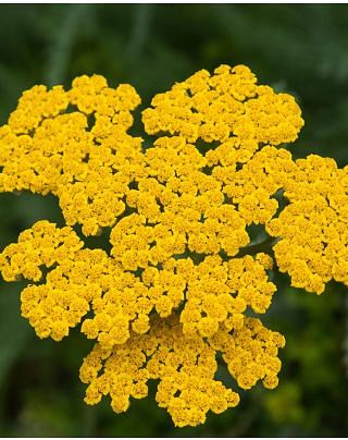 Achillea Coronation Gold 