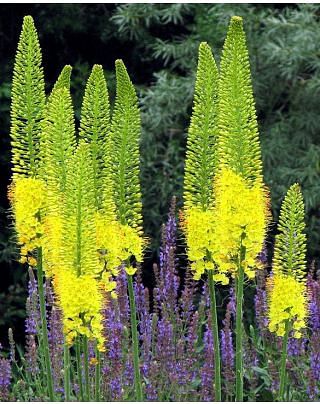 Eremurus Yellow Giant