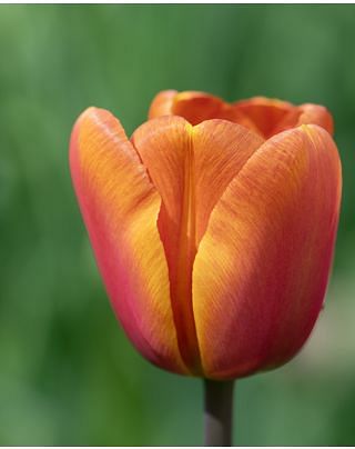 Tulip Brown sugar