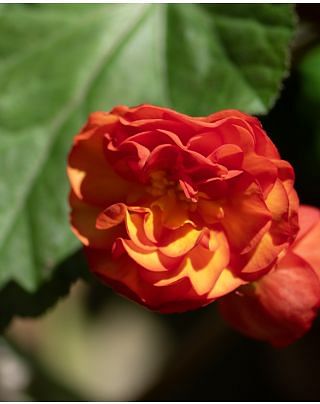 Begonia Double Orange