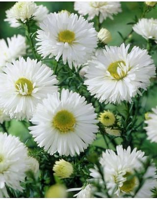 Aster White Ladies