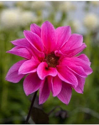 Dahlia Fascination