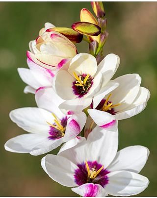 Ixia Spotlight Bulbs