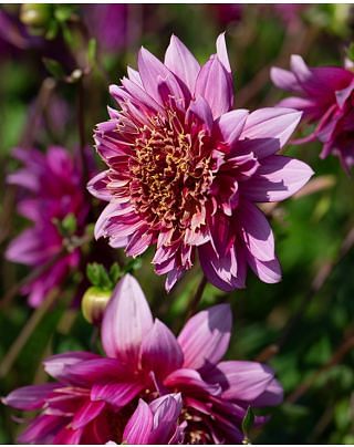 Dahlia Mambo NL