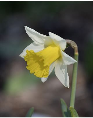 Narcissus January Silver