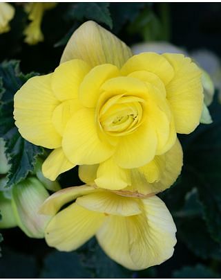 Begonia Double Yellow Bulbs