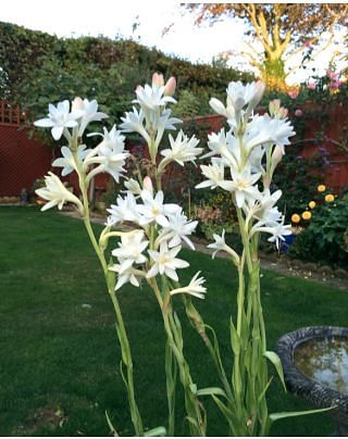 Polianthes Tuberosa (The Pearl)