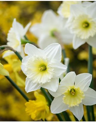 Narcissus Ice Follies