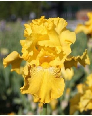 Iris Germanica Spirit of Memphis