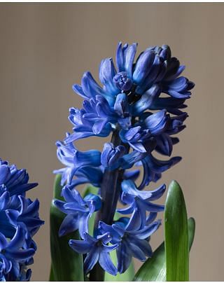 Prepared Hyacinth Blue Star Bulbs