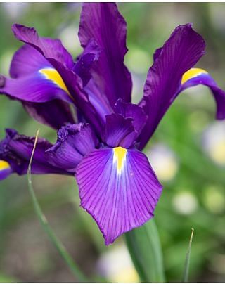 Dutch Iris Purple Sensation Bulb Bulbs