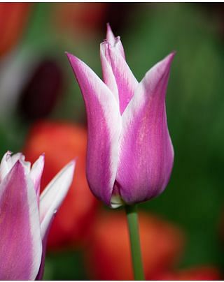 Tulip Ballade