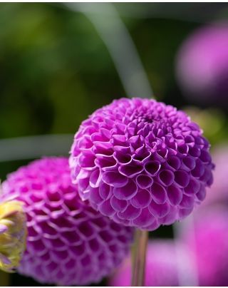 Dahlia Franz Kafka Bulbs