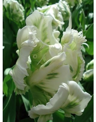 Tulip Super Parrot Bulbs