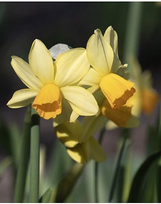 Narcissus Eaton Song
