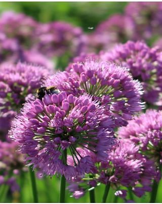 Allium Millennium Bulbs