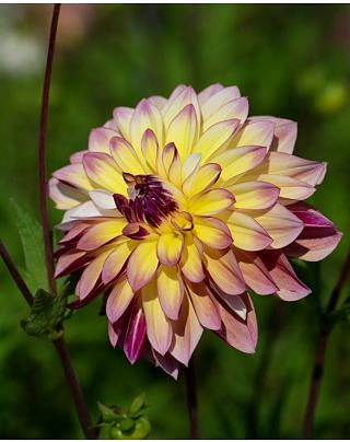 Dahlia Caribbean Fantasy Tubers