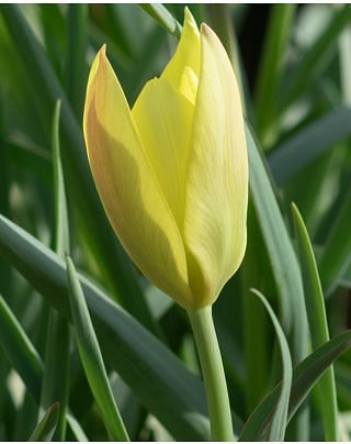 Tulip Honky Tonk