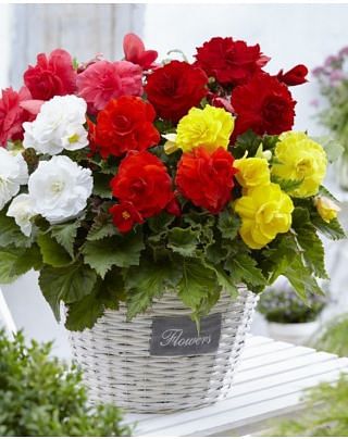 Begonia Double Mixture Bulbs