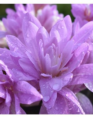 Colchicum Waterlily