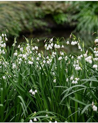 Leucojum Aestivum