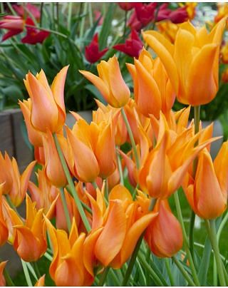 tulip Ballerina