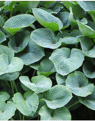 Hosta Blue Mammoth 