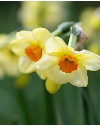 Narcissus Beautiful Eyes Bulbs