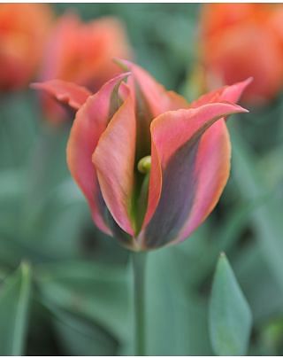 Tulip Artist Bulbs