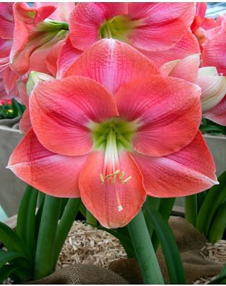 Amaryllis Rosalie 
