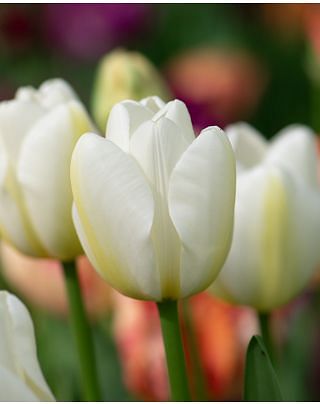 Tulip Angel's Wish Bulbs