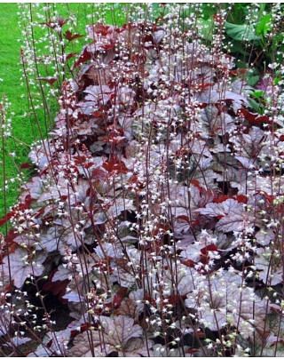 Heuchera Palace Purple