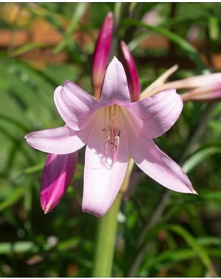 Crinum Powelli Bulbs