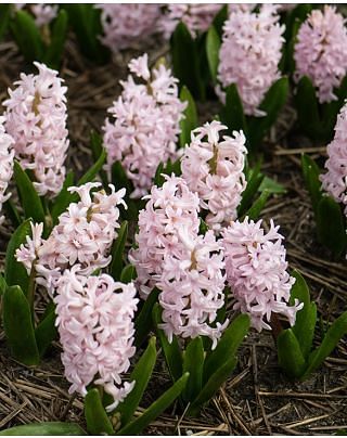 Hyacinth Pink Elephant